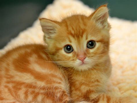 Little ginger. | Kittens cutest, Cats, Cats and kittens