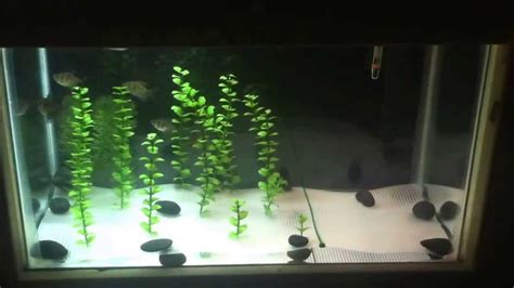 black skirt tetra breeding set up - YouTube