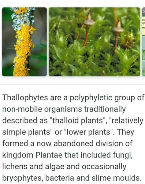 what is thallophyta - Brainly.in