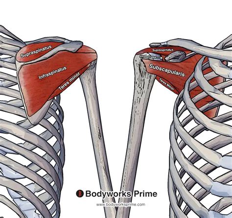 Supraspinatus Anatomy: Origin, Insertion Action | atelier-yuwa.ciao.jp