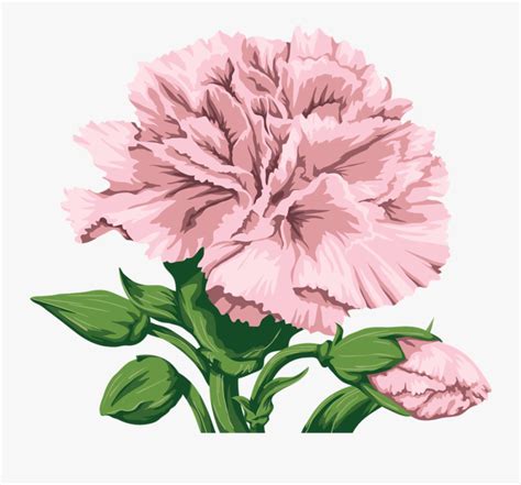 pink carnation clipart 10 free Cliparts | Download images on Clipground 2024