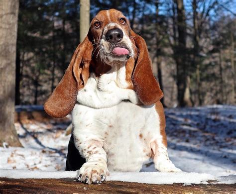 Basset Hound Breed Information Guide: Facts And Pictures | BARK