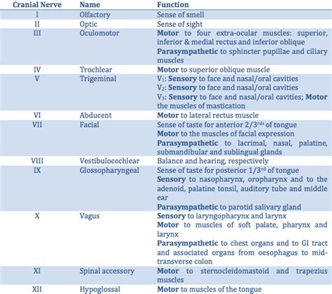 Cranial Nerve Overview - Applied Anatomy