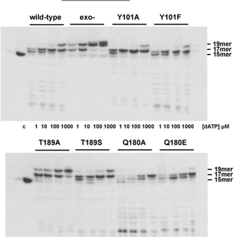 3′-5′-exonuclease activity of DNA polymerase mutants on dsDNA. The... | Download Scientific Diagram