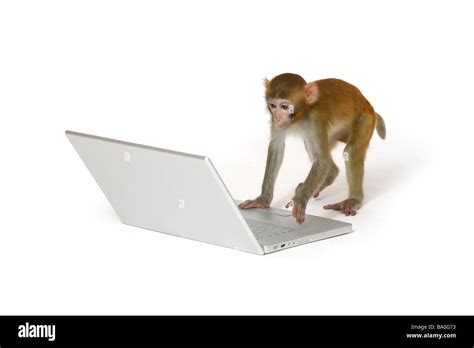 Monkey typing Cut Out Stock Images & Pictures - Alamy