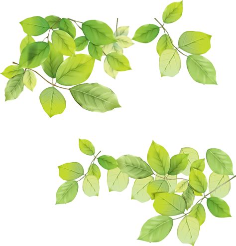 Green Leaves PNG Image - Free High Quality Transparent Picture