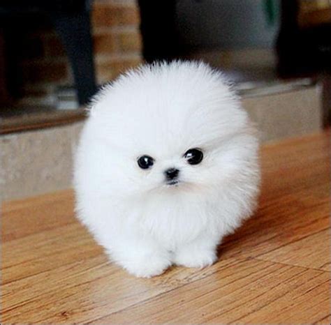 Cute Fluffy Puppy Breeds | www.imgkid.com - The Image Kid Has It!