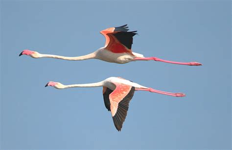 Greater Flamingos | Greater Flamingo - Phoenicopterus roseus… | Flickr