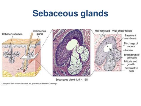 What Type Of Gland Is A Sebaceous Gland at Barry Heideman blog