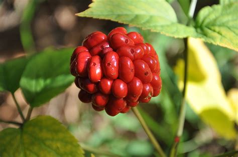 VIDEO: Research on Korean Red Ginseng for Hair Loss | Dr.UGro