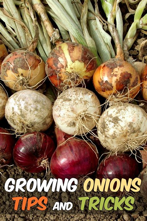 Guide to Growing Onions From Seeds, Sets and Transplants