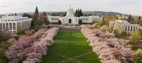 Oregon Capitol’s flowering cherry trees may be removed