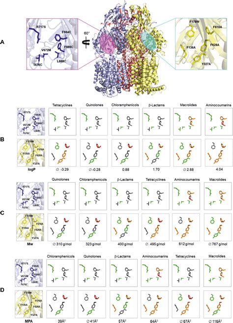 Overview of substitutions in the AP and DBP of AcrB in relation to... | Download High-Quality ...