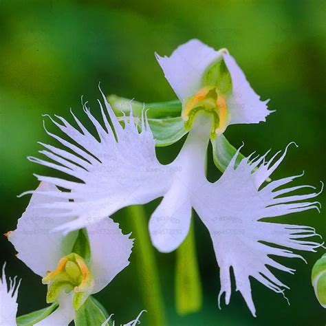 Bonsai Plants 100 Pcs Japanese White Egret Orchid Flores Flower Species Home Garden Decoration ...