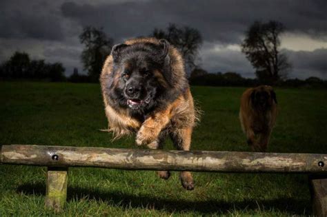 Leonberger Size Comparison