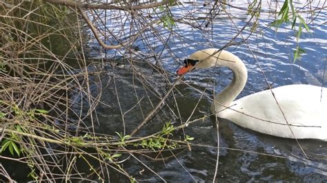 Swan Nest Building Water - Free video on Pixabay