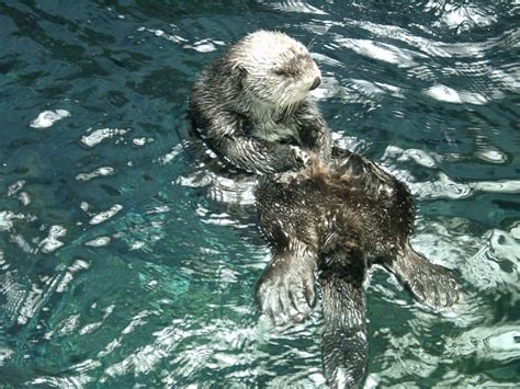 Sea Otter Animal Facts | Enhydra Lutris | AZ Animals