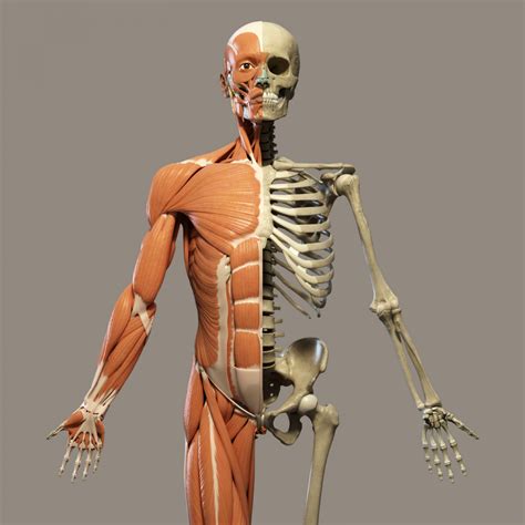 Real Human Skeleton Model