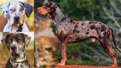 Top 18 Most Popular Catahoula Leopard Dog Mixes - PetVR.com