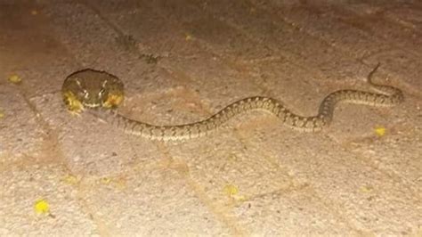 African bullfrog eating a snake : r/natureismetal