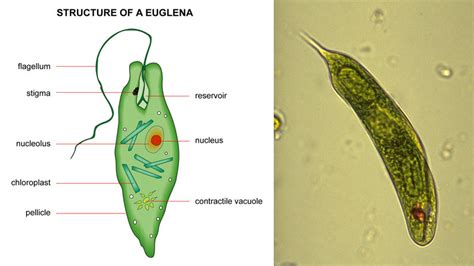 Knowledge Class: Euglenoids