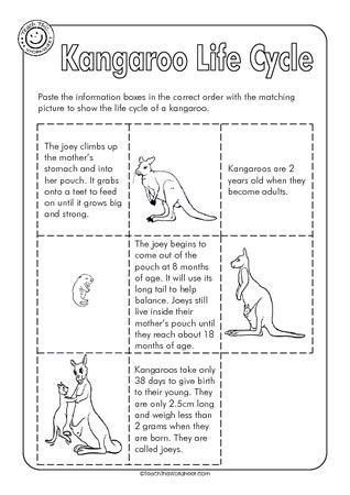 Kangaroo Life Cycle :: Teacher Resources and Classroom Games :: Teach This