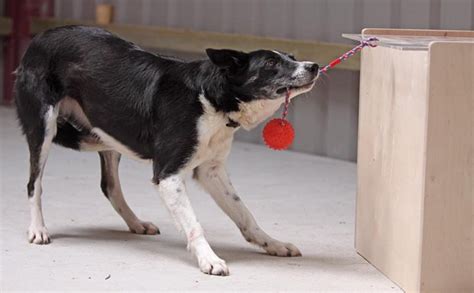 Dog IQ Tests Reveal Canine ‘General Intelligence’ – Eurasia Review