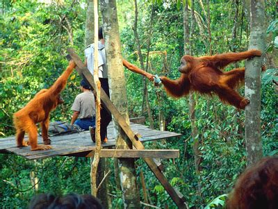 Conservation programs - Saving the Sumatran Orangutan