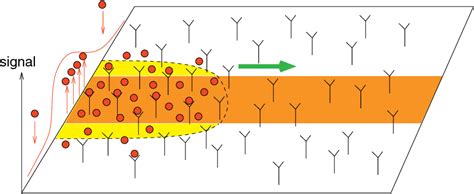 Figure 1 from Waves of Autocrine Signaling in Patterned Epithelia ...