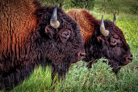 Montana Wildlife Photograph by Barbara Budzinski - Fine Art America