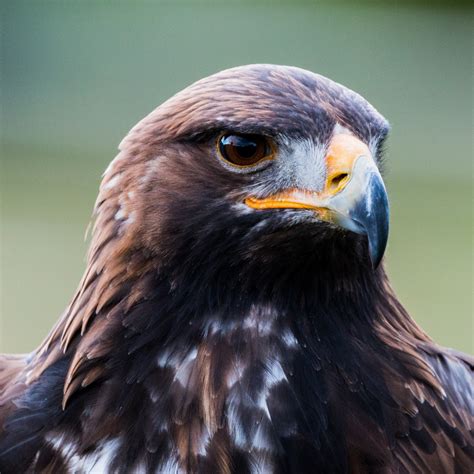 Download wallpaper: Golden eagle portrait 1024x1024