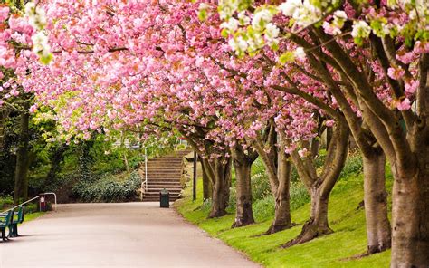 Sheffield England Park tree cherry blossom road alley in spring | Nature desktop wallpaper ...