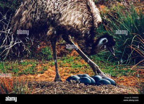 Emu eggs hi-res stock photography and images - Alamy