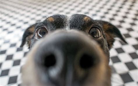 The Nose Knows: Understanding Your Dog's Sense of Smell | Dupont Veterinary Clinic