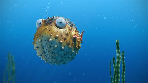 Pufferfish HD Desktop Wallpaper 18892 - Baltana