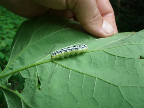 darlaville: catalpa trees - catalpa worms