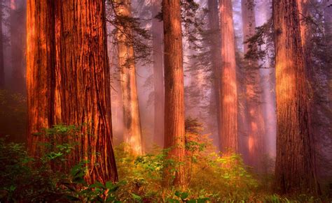 Redwood Forest Wallpapers - Top Free Redwood Forest Backgrounds ...