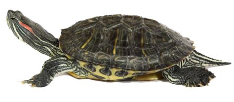 Box Turtle PNG Transparent Image | PNG Mart