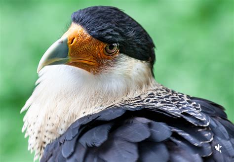 Caracara cheriway, Crested Caracara - Walking Among Birds