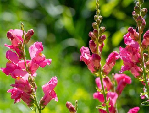 Snapdragon Care: How to Grow and Care for Snapdragon Flowers - Hort Zone