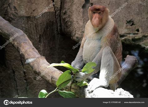 Proboscis Monkey Eating Young Leaves Which Its Favorite Food Long Stock ...