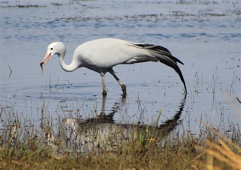 The Blue Crane | South Africa’s National Bird | Nambiti Game Reserve