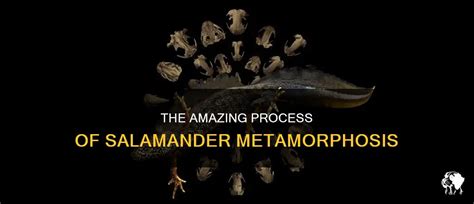 The Amazing Process Of Salamander Metamorphosis | PetShun