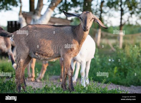 Anglo nubian goat hi-res stock photography and images - Alamy