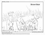 Datos De Oso kamchatka Dieta Hábitat E Imágenes En Animaliabio sketch template