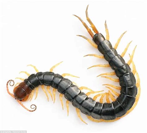 Chinese centipede can kill prey 15 times bigger than itself -- but at least now we have an antidote