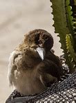 3 Butcherbird Synonyms. Similar words for Butcherbird.