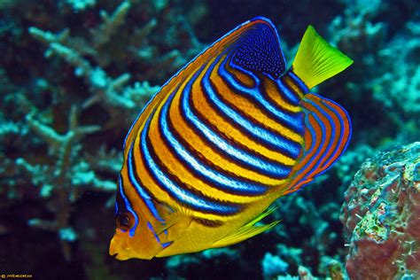 Royal Angelfish - Pygoplites diacanthus | Angel fish, Marine fish, Beautiful sea creatures