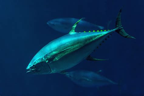 A reason to celebrate on World Tuna Day | Stories | Seafood Watch