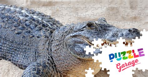 Crocodile Jigsaw Puzzle (Animals, Reptiles) | Puzzle Garage